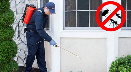 Bademler Pire İlaçlama böcek ilaçlama ve haşere kontrolü — ilaclama-tr.com